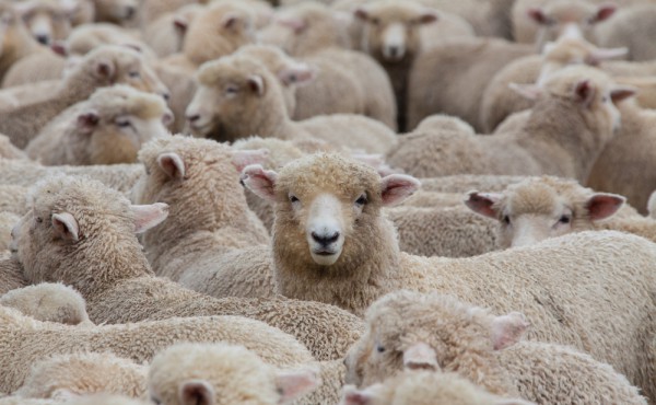 Schaap met 5 poten Schaap met 5 poten